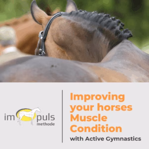 Improving Your Horses Muscle Condition with Active Gymnastics